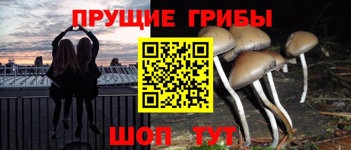 Псилоцибиновые грибы Psilocybine cubensis Нальчик